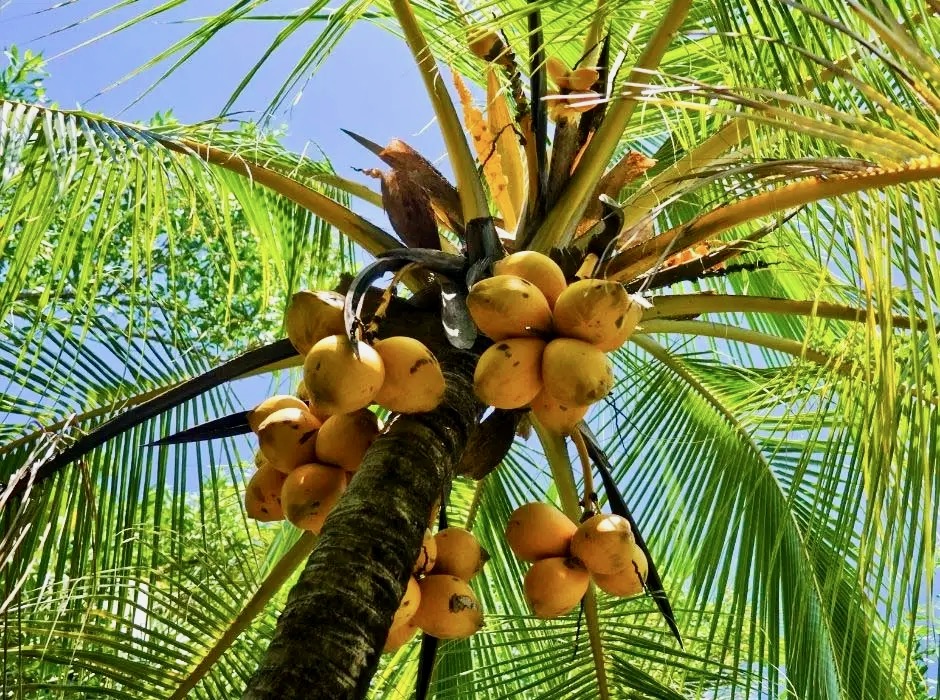 Abundant with coconuts