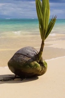 Coconut-Growth